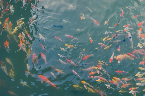 그림자와 반사와 정원의 연못에 다채로운 Koi 물고기 — 스톡 사진