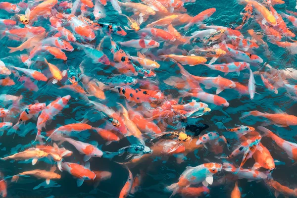 五颜六色的日本锦鱼在一个可爱的池塘里移动 有阴影和光线反射 — 图库照片