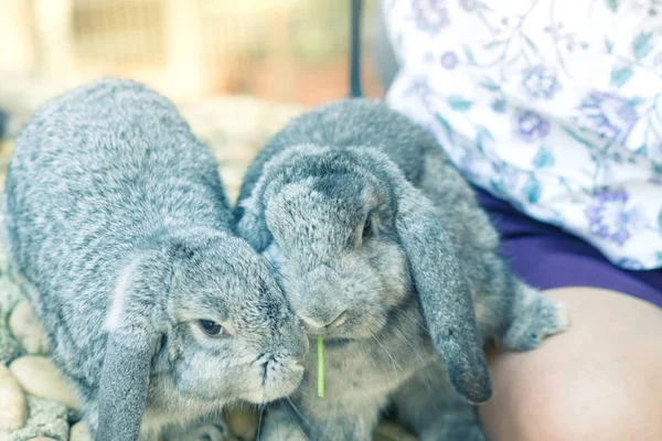 Women Feeding Food Rabbit Small Carrot — Stock Photo, Image