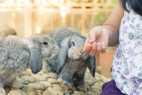 Women Feeding Food Rabbit Small Carrot — Stock Photo, Image