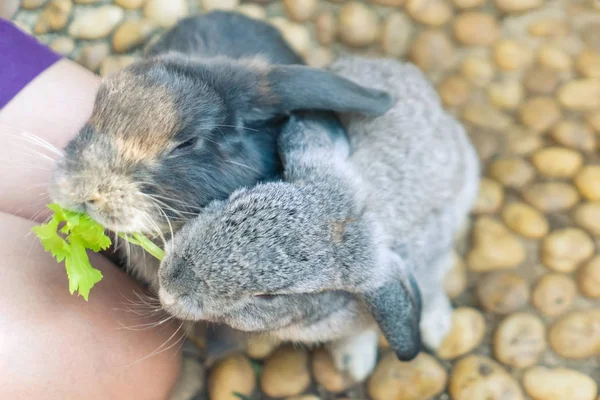 Frauen Füttern Futterkaninchen Mit Einem Kleinen Gemüse — Stockfoto