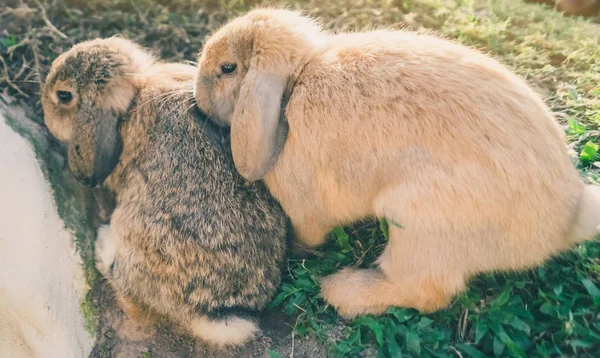 Милые Кролики Отдыхают После Обеда — стоковое фото