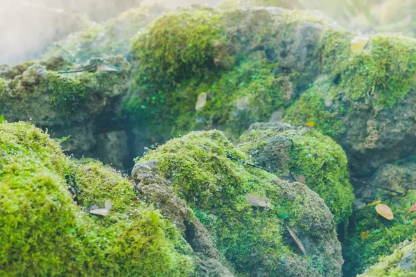 Verdes Mos Pedra Enquanto Mola Água Espalhando Jardim — Fotografia de Stock