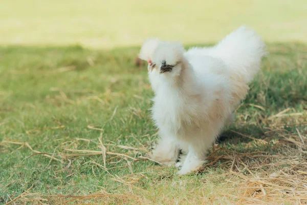 White Silkie Hens Walk Finding Food Green Field — Stock Photo, Image