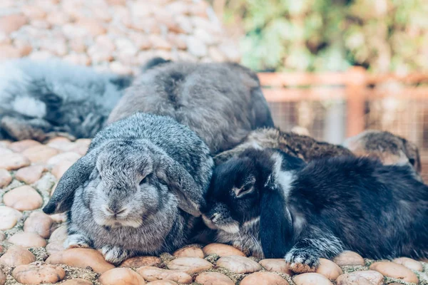 Cute Rabbits Resting Garden — Stock Photo, Image