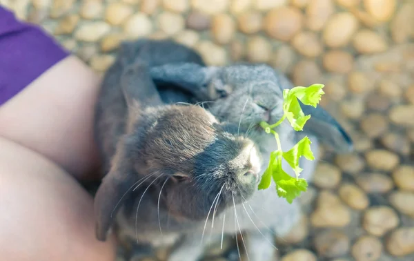 Women Feeding Food Rabbit Small Vegetable — Stock Photo, Image