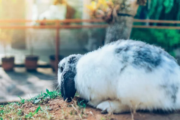 Cute Rabbit Resting Garden — Stock Photo, Image