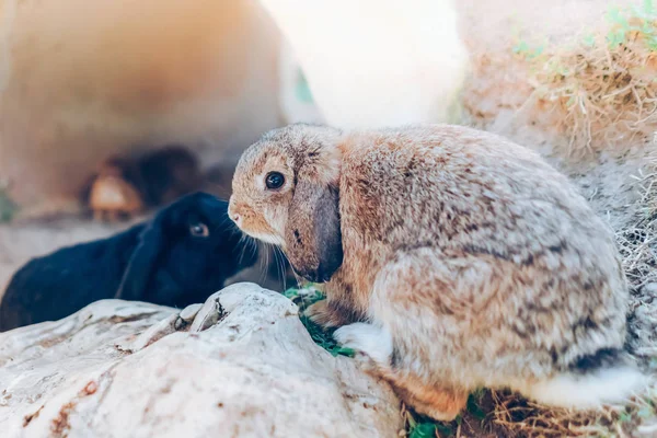 Милые Кролики Отдыхают Саду — стоковое фото