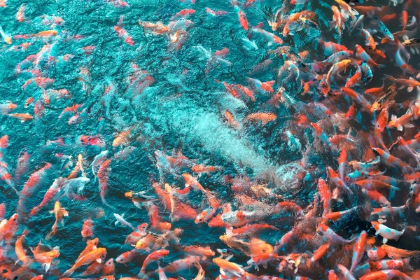 Colorful Japanese Koi Carp fishes moving in a lovely pond of a garden  with shadow and light reflection.