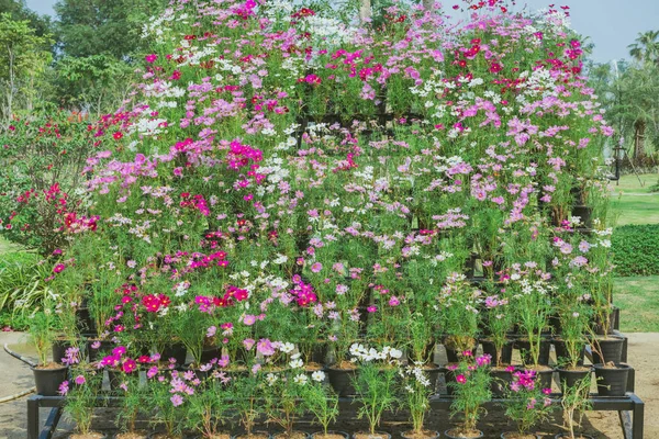 Colorful Sulfur Cosmos Flowers Rack Decorate Park — Stock Photo, Image