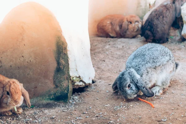 Cute Rabbits Resting Garden — Stock Photo, Image