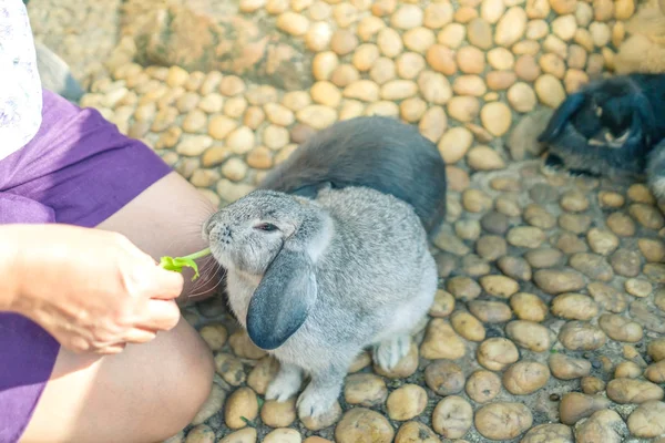 Mulheres Alimentando Comida Coelho Com Pequeno Vegetal — Fotografia de Stock