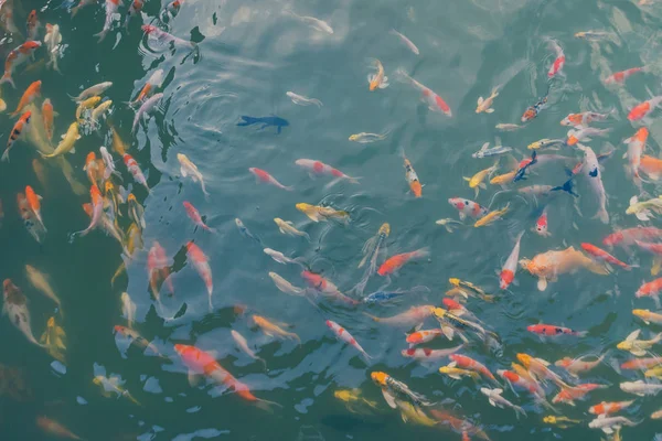 カラフルな鯉鯉魚影と光の反射で庭園の美しい池に移動 — ストック写真