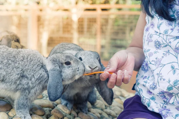 Mulheres Que Alimentam Coelho Comida Com Uma Pequena Cenoura — Fotografia de Stock