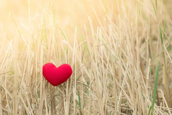 Poco Almohada Corazón Rojo Cae Campo Arroz Después Cosecha —  Fotos de Stock