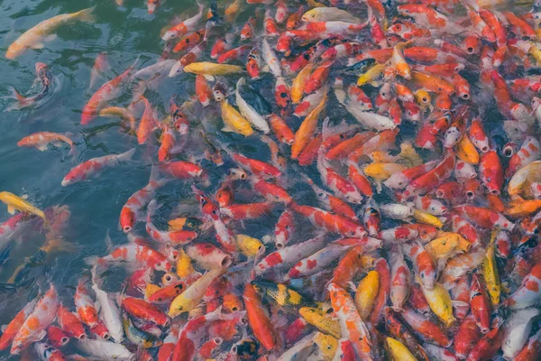Bunte Japanische Koi Karpfenfische Bewegen Sich Einem Schönen Gartenteich Mit — Stockfoto