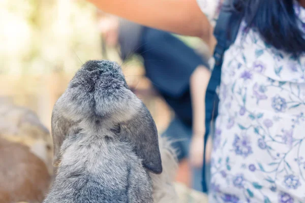 Women Feeding Food Rabbit Small Vegetable — Stock Photo, Image