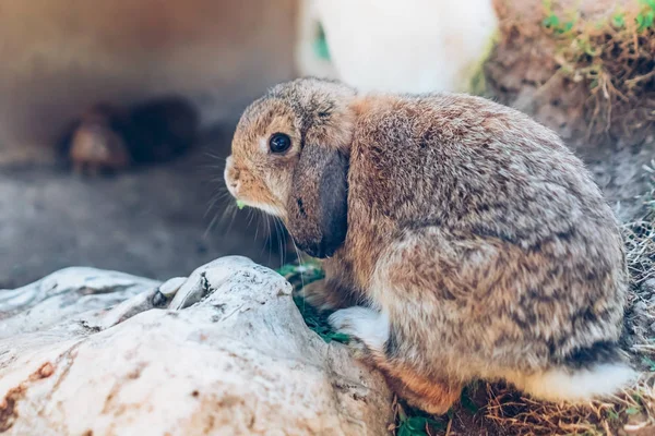 Cute Rabbits Resting Garden — Stock Photo, Image