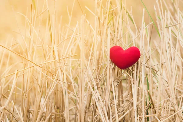 Poco Almohada Corazón Rojo Cae Campo Arroz Después Cosecha —  Fotos de Stock