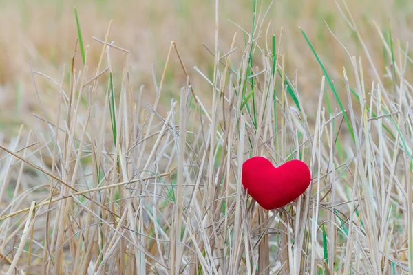 Poco Almohada Corazón Rojo Cae Campo Arroz Después Cosecha —  Fotos de Stock