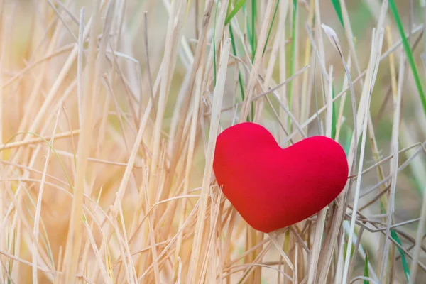 Poco Almohada Corazón Rojo Cae Campo Arroz Después Cosecha —  Fotos de Stock