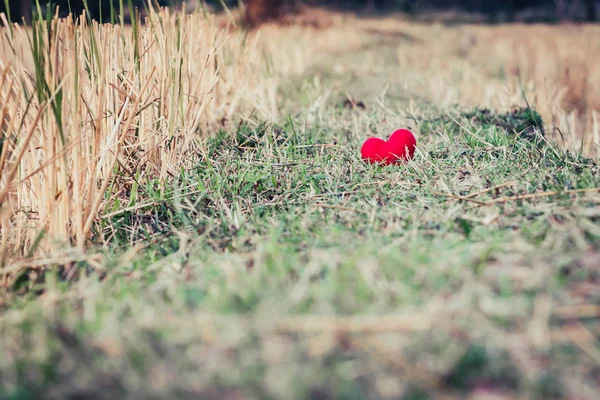 Küçük Kırmızı Kalp Yastık Pirinç Alanında Hasattan Sonra Düşüyor — Stok fotoğraf
