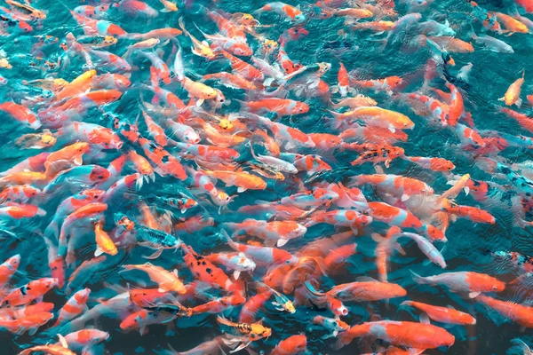 Colorful Japanese Koi Carp fishes moving in a lovely pond of a garden  with shadow and light reflection.