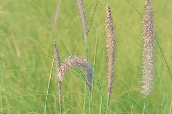 Nature background. African fountain flower is blooming flower on blurry grass field