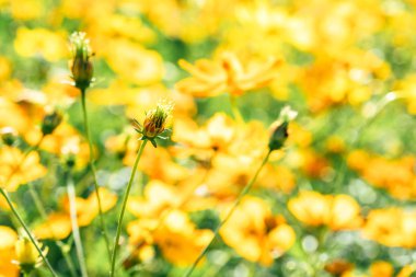 Kozmik sarı Cosmos çiçek bahçesinde bir küme