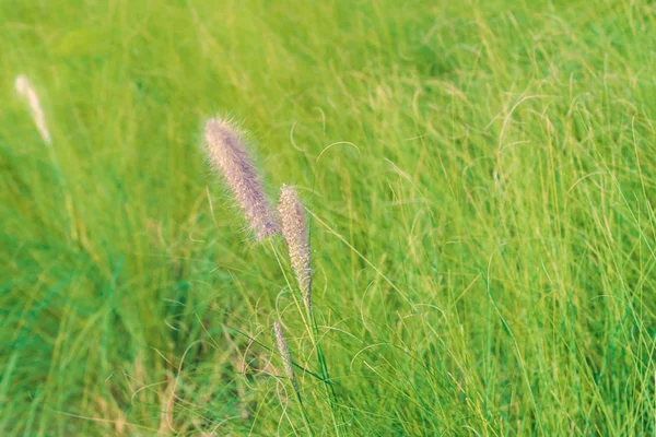 Nature background. African fountain flower is blooming flower on blurry grass field