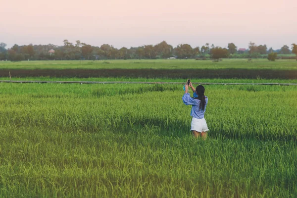 Back view of young woman take a photo by smartphone in the rice fields