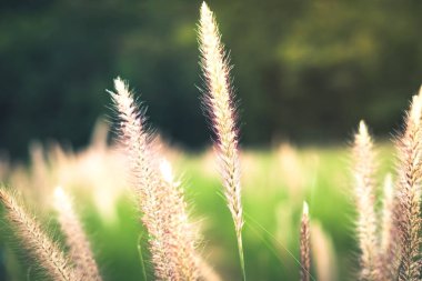 Doğa arka plan. Afrika çeşme çiçek çiçek açan çiçektir bulanık çim sahada