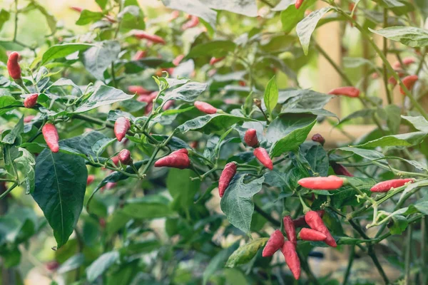 Poivrons Piment Frais Dans Jardin Bio — Photo