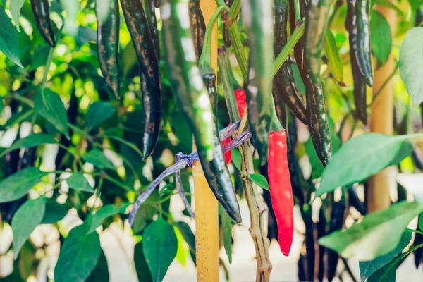 Frische Chilischoten Pflanzen Bio Garten — Stockfoto