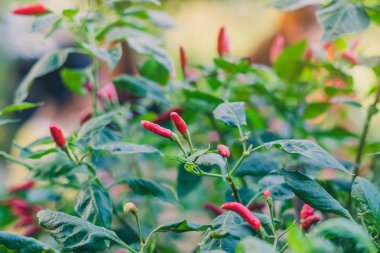 Organik bahçe tesisinde taze biber biber