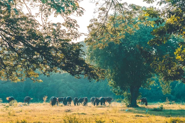 Kudde Van Paarden Het Eten Van Gras Wei Voor Zonsondergang — Stockfoto