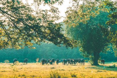At sürüsü gün batımından önce mera çim yeme.