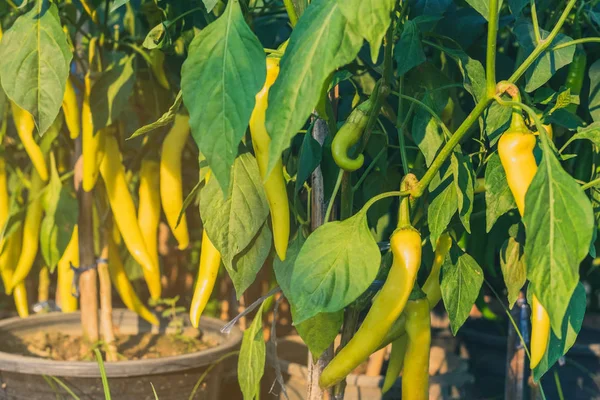 Poivrons de piment frais dans un jardin bio — Photo