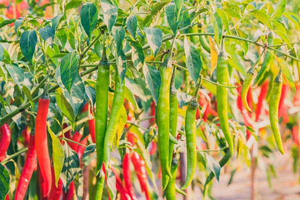 Poivrons de piment frais dans un jardin bio — Photo