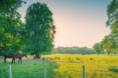 At sürüsü gün batımından önce mera çim yeme.