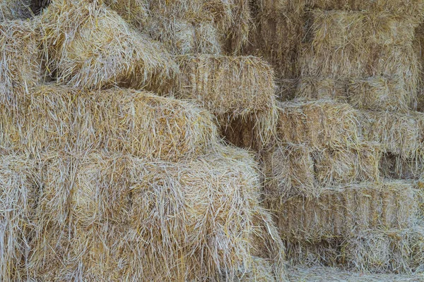 Bales de paja en un cobertizo para la alimentación de caballos — Foto de Stock