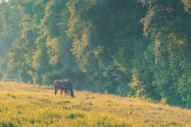 At sürüsü gün batımından önce mera çim yeme.