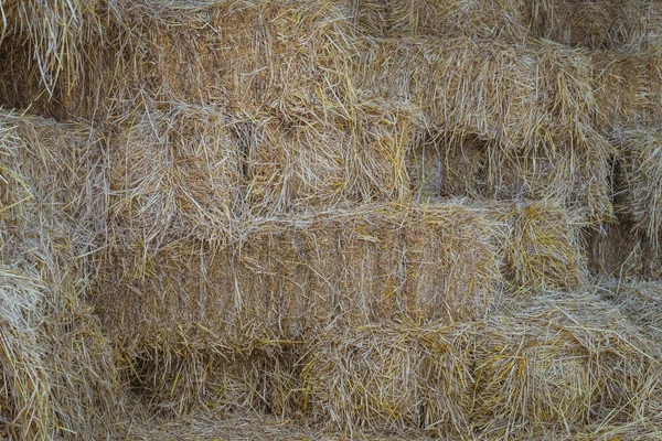 Balles de paille dans un hangar pour nourrir les chevaux — Photo