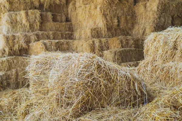 Balar av halm i ett skjul för utfodring av hästar — Stockfoto