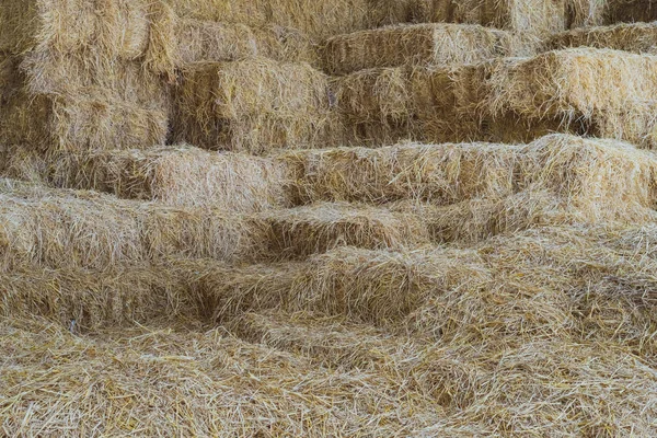 Balles de paille dans un hangar pour nourrir les chevaux — Photo