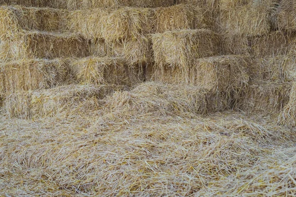 Bastões de palha em um galpão para alimentar cavalos — Fotografia de Stock