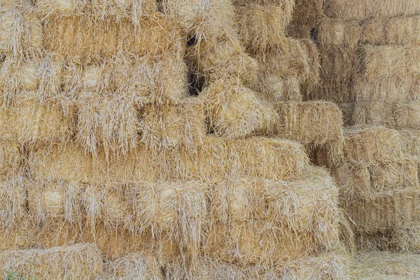 Balles de paille dans un hangar pour nourrir les chevaux — Photo