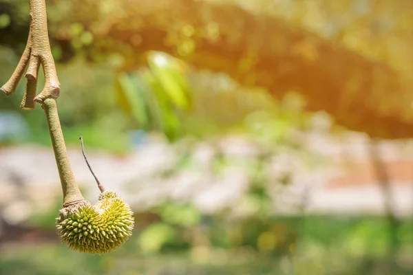 Floração e cultivo de flores durianas em árvores em abril — Fotografia de Stock