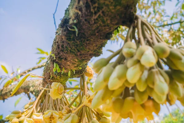 Floração e cultivo de flores durianas em árvores em abril — Fotografia de Stock