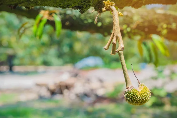 Floração e cultivo de flores durianas em árvores em abril — Fotografia de Stock